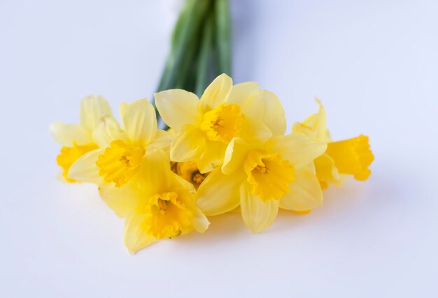 Fiori di narciso gialli