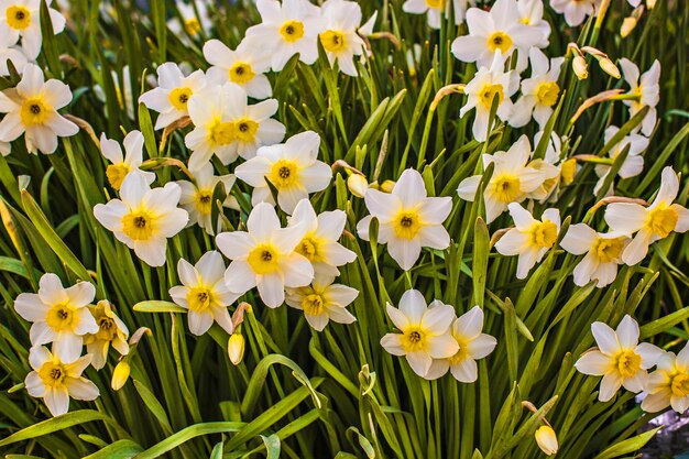 Fiori di narciso in giardino, fioritura primaverile