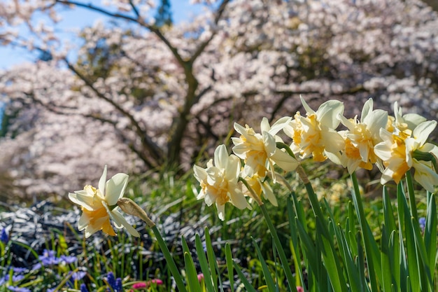 Fiori di narciso in piena fioritura in una giornata di sole primaverile contro gli alberi in fiore di ciliegio sfocano lo sfondo.