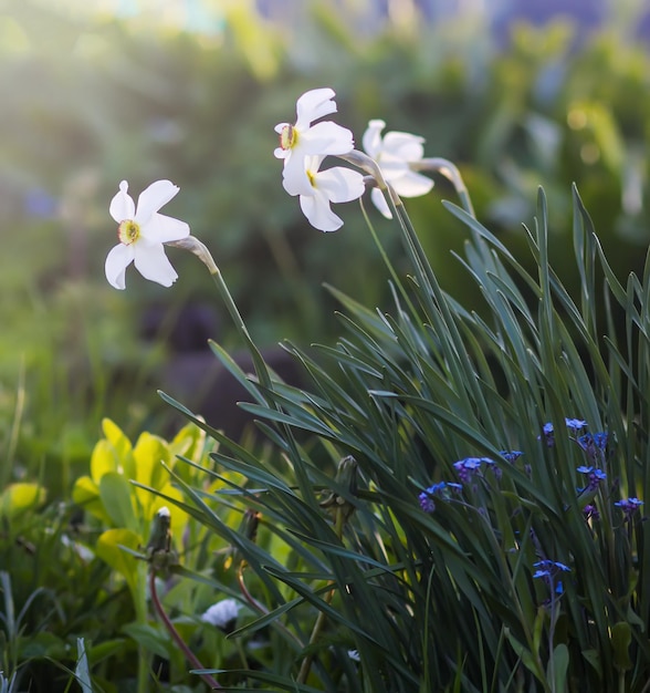 Fiori di narciso nella stagione della fioritura