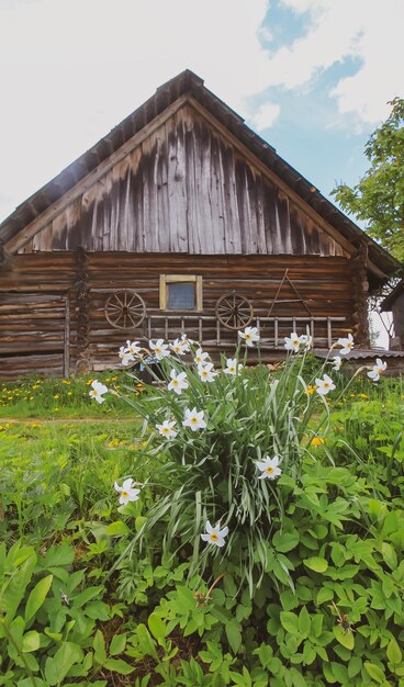 Fiori di narciso nella stagione della fioritura