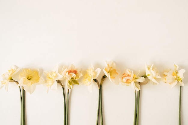 Fiori di narciso su bianco