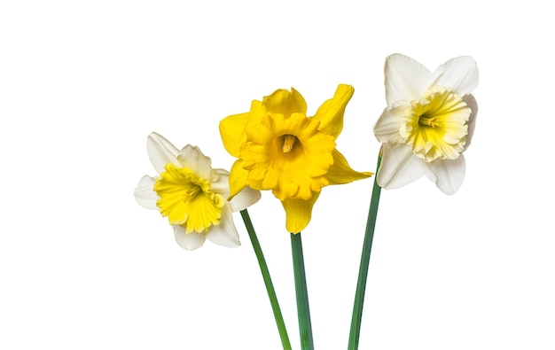 Fiori di narciso su sfondo bianco