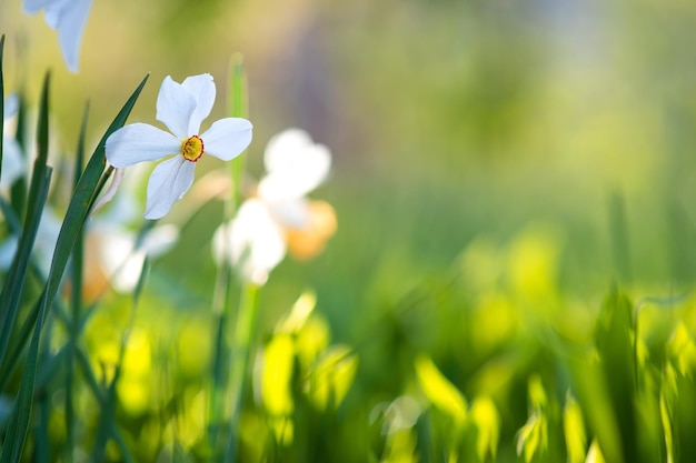 Fiori di narciso tenero bianco che fioriscono nel giardino primaverile