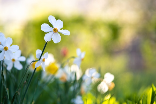 Fiori di narciso tenero bianco che sbocciano nel giardino di primavera.