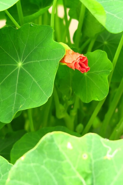 fiori di nasturzio rosso su un letto in giardino. coltivazione dei fiori dei cappuccini