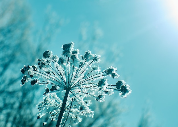 Fiori di neve di cristallo contro il cielo blu. Meraviglia invernale della natura cristalli di gelo. Paesaggio invernale