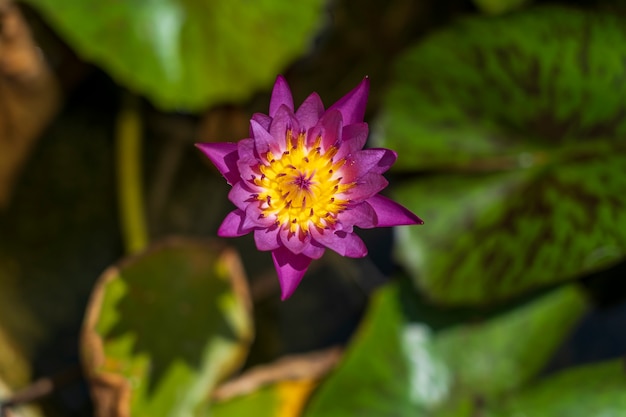 Fiori di ninfea colorati sopra la superficie dell'acqua