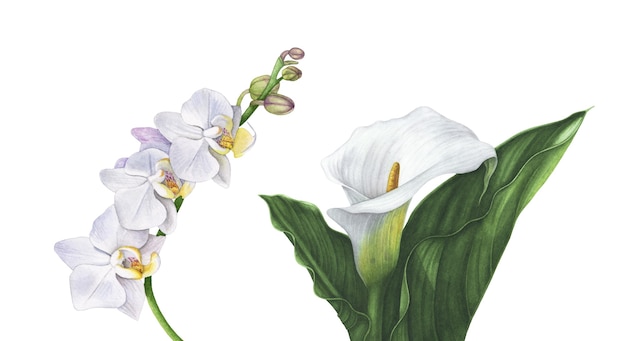 Fiori di orchidea bianca dell'acquerello, giglio di calla bianco con foglie isolate su bianco