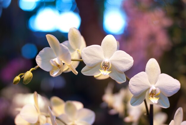 Fiori di orchidea bianca