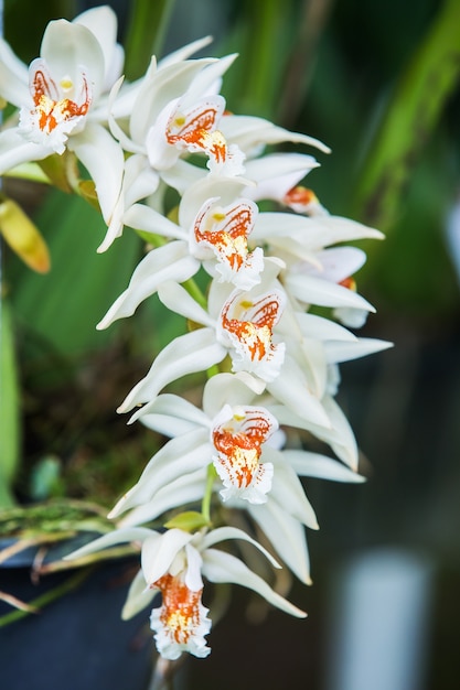 Fiori di orchidea con bellissimi colori.