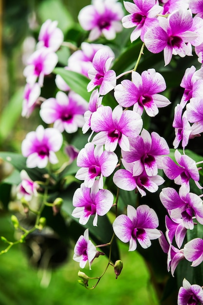 Fiori di orchidea con bellissimi colori.