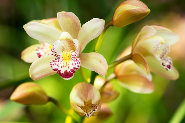 fiori di orchidea con foglie in giardino