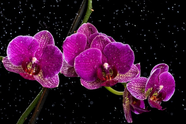 Fiori di orchidea con gocce d'acqua fotografati in primo piano la luce che passa attraverso i petali dei fiori isola...