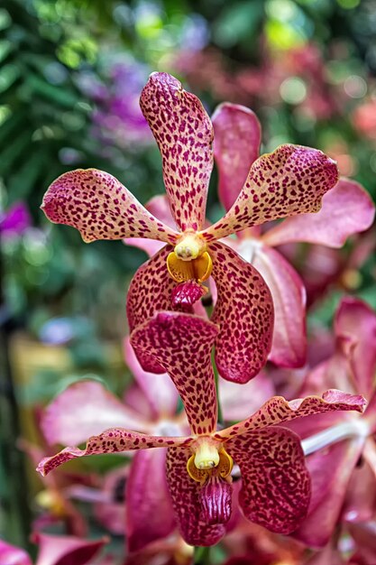 fiori di orchidea con punti viola