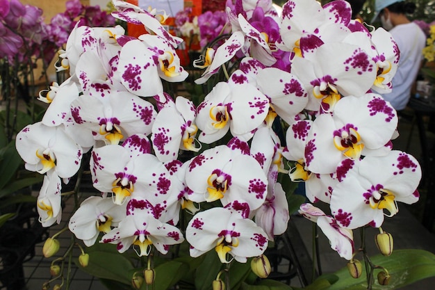 Fiori di orchidea di luna bianca modellati o nome scientifico di pesona di puspa Phalaenopsis amabilis