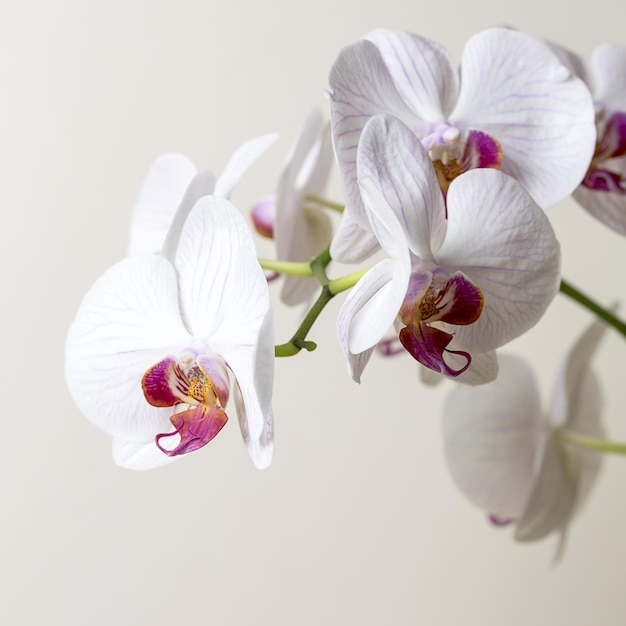 Fiori di orchidea in colore rosa e bianco su sfondo marrone