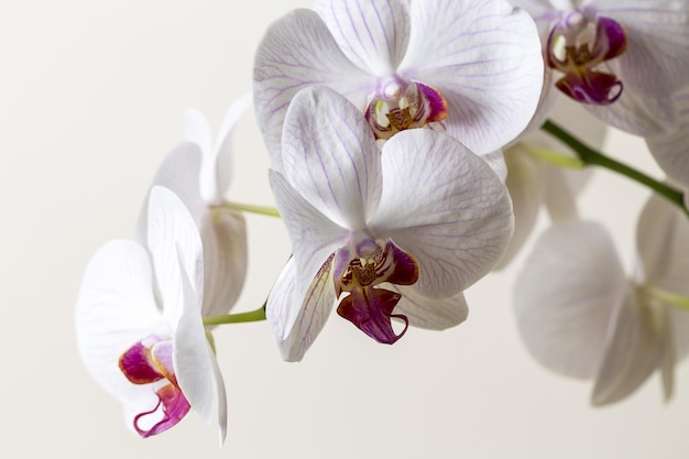 Fiori di orchidea in colore rosa e bianco su sfondo marrone