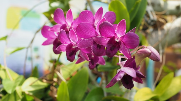 fiori di orchidea in giardino