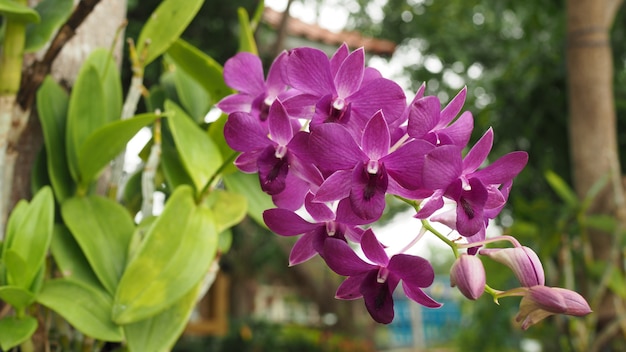 fiori di orchidea in giardino