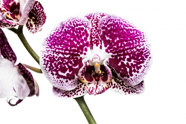 Fiori di orchidea isolati su sfondo bianco.