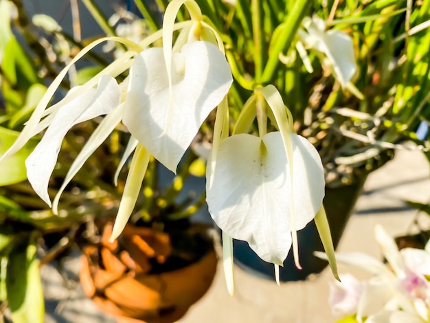 Fiori di orchidea nel giardino esterno