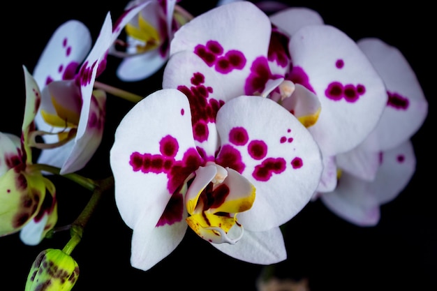 Fiori di orchidea phalaenopsis viola maculati bianchi su sfondo nero