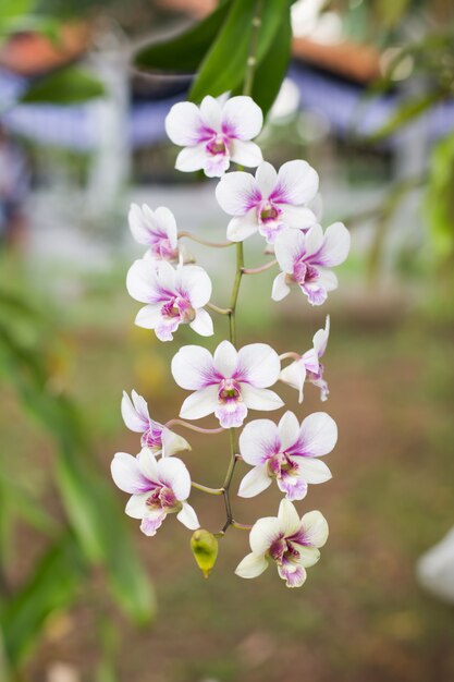 Fiori di orchidea ramo viola, rosa, Orchidaceae, Phalaenopsis