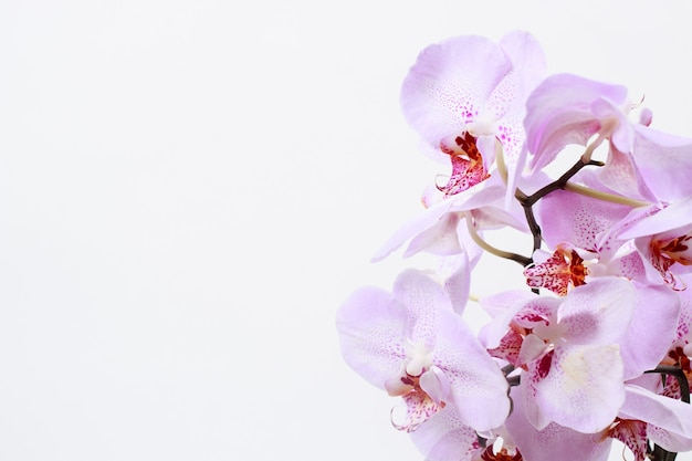 Fiori di orchidea rosa su sfondo bianco con posto per il testo.