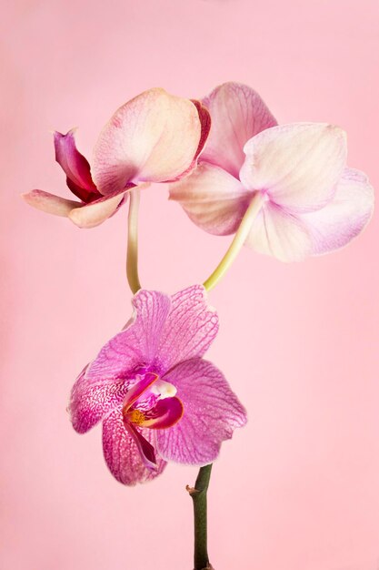 Fiori di orchidea rosa