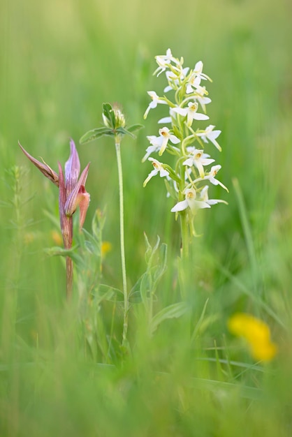 Fiori di orchidea selvatica che fioriscono nel prato italiano