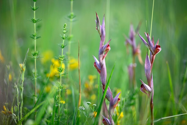 Fiori di orchidea selvatica che fioriscono nel prato italiano