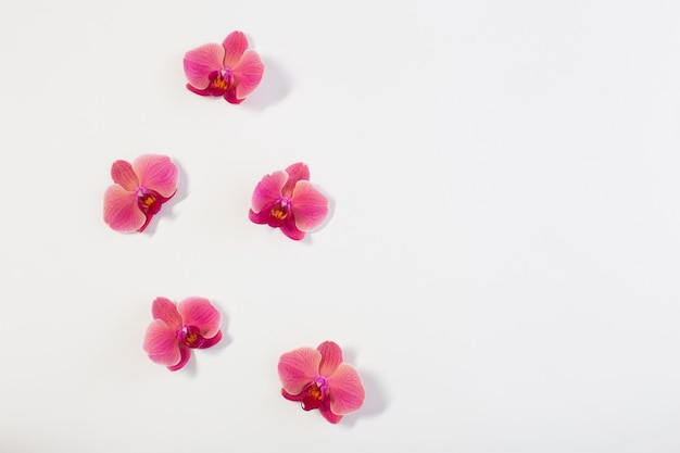 Fiori di orchidea su sfondo bianco