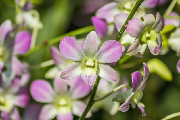 fiori di orchidea viola e verde