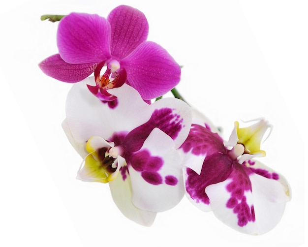 Fiori di orchidea viola isolati su bianco.