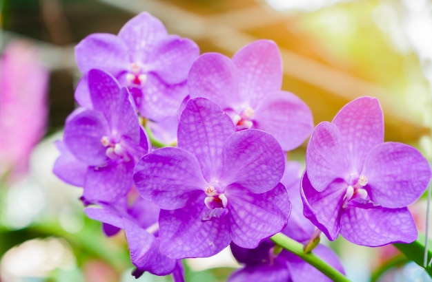 Fiori di orchidea