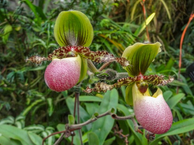 Fiori di orchidee a Singapore