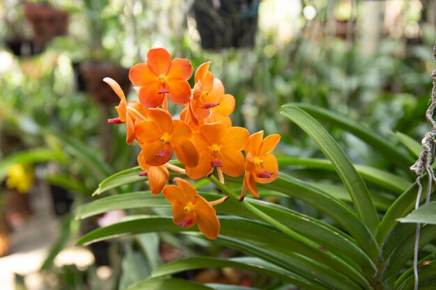 Fiori di orchidee che fioriscono nel giardino