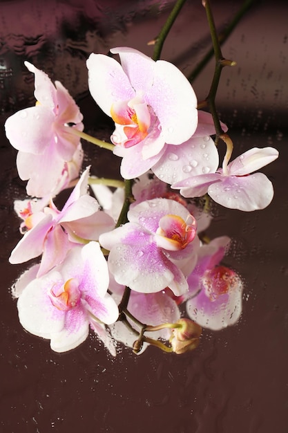 Fiori di orchidee su uno sfondo colorato scuro