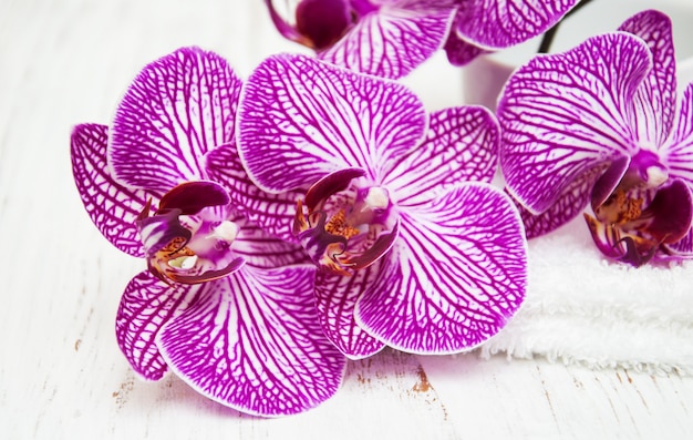 Fiori di orchidee