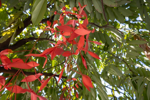 Fiori di orgoglio rosso della Birmania, Amherstia nobilis sull'albero, noto anche come orgoglio della Birmania, l'albero delle orchidee