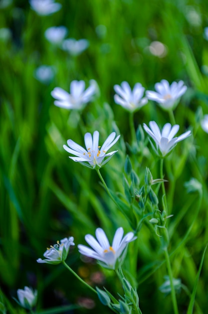 Fiori di ornithogalum. Bellissimi fiori bianchi nella foresta