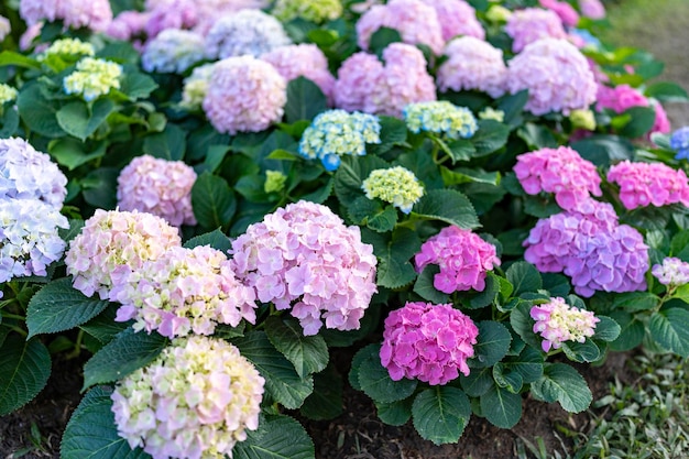 Fiori di ortensia a fuoco selettivo sul campo