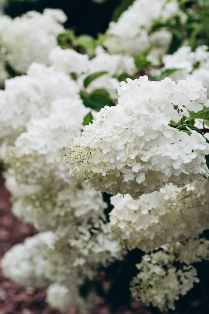 Fiori di ortensia bianca sul cespuglio