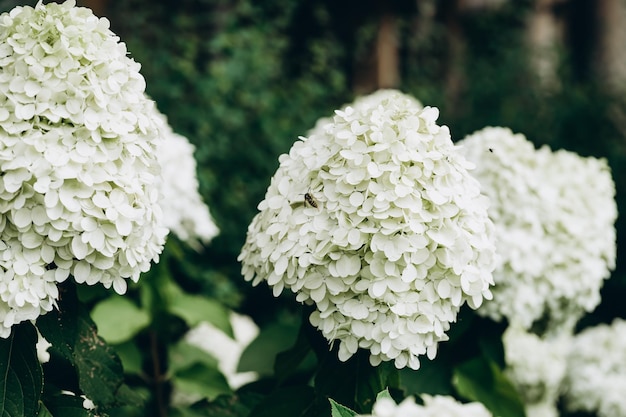 Fiori di ortensia bianca sul cespuglio