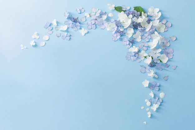 fiori di ortensia blu e bianchi su sfondo blu