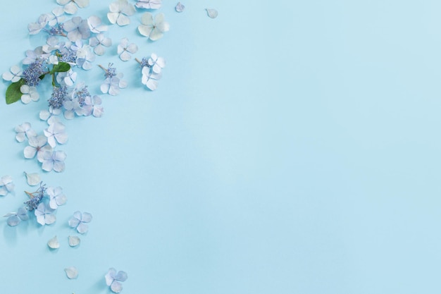 Fiori di ortensia blu su sfondo blu