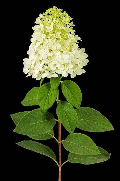 Fiori di ortensia da vicino lat Ortensia paniculata isolata su sfondo nero