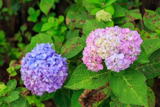 Fiori di ortensia in giardino