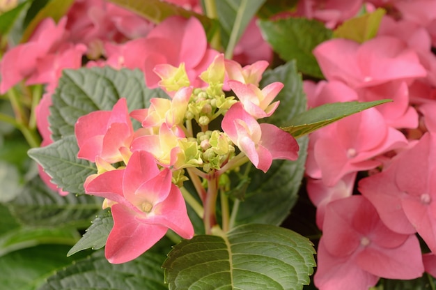 Fiori di ortensia rosa floreali da vicino